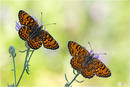 Flockenblumen-Scheckenfalter - Melitaea phoebe 14 kND. Zu sehen ist ein Männchen (links) und ein Weibchen (rechts) des Flockenblumen Scheckenfalters (Melitaea phoebe) mit geöffneten Flügeln. [Zuchtfoto] kND