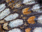 Wachtelweizen-Scheckenfalter - Melitaea athalia 01. Hier sind die feinen Schuppen und Struckturen des Wachtelweizen-Scheckenfalters (auch Gemeiner Scheckenfalter genannt) zu sehen.
