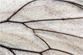 Baum-Weißling - Aporia crataegi 04 kND. Der Baumweißling gehört zu dem Weißlingen und ist durch seine schwarzen Adern im Sitzen gut von den anderen Weißlingen zu unterscheiden. Baumweißling im Detail.
