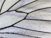 Baum-Weißling - Aporia crataegi 09 kND. Bei diesem Flügeldetail eines Baum-Weißlings ist der schöne Kontrast besonders gut erkennbar. [Zuchtfoto]