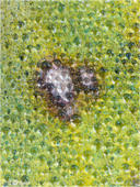 Gelbling - Colias hyale alfacariensis 01 kND. Bei diesem Flügeldetail handelt es sich um einen nicht näher bestimmten Gelbling. An dem Morgen war die ganze Wiese mit Tau überzogen, auch die Tagfalter die unten in der Wiese saßen waren voller Tau.