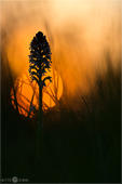 Brand-Knabenkraut - Orchis ustulata 02. Beim Sonnenuntergang konnte ich dieses Brand-Knabenkraut im Kaiserstuhl ablichten. Mein Gedanke war es, dem Namen 