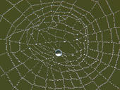 Spinnennetz 02