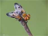 Breitflügelige Raupenfliege - Ectophasia crassipennis 02