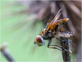 Breitflügelige Raupenfliege - Ectophasia crassipennis 03
