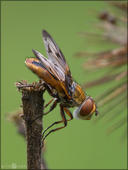 Breitflügelige Raupenfliege - Ectophasia crassipennis 04