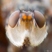 Buckelblasenkopffliege - Myopa tessellatipennis 02