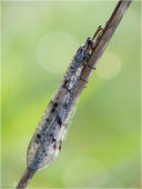 Ameisenjungfer - Myrmeleontidae 01 kND