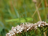 Grünes Heupferd - Tettigonia viridissima 01