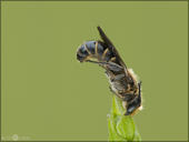 Scherenbiene - Gattung Chelostoma 01