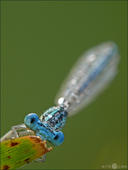 Blaue Federlibelle - Platycnemis pennipes 02