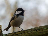 Tannenmeise - Parus ater 01 kND
